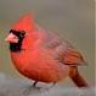 Texas Cardinal