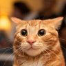 An Orange Cat