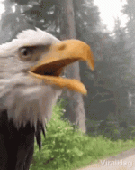 cackle-hoot.gif