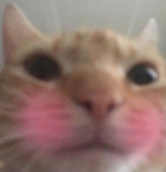 1737509651333.png
