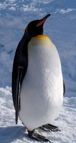 1738081081854.png