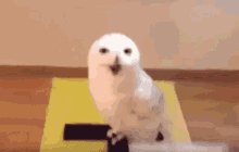 sowa-sowaśmieje.gif