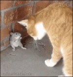 ezgif-433022d7c7e749.gif