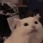 ezgif-744d6e410ec646.gif