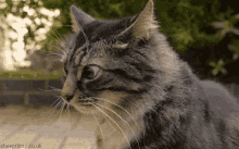 cat-crazy.gif
