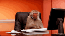 monkey-adult-swim.gif