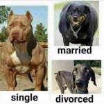 3 dogs.jpg