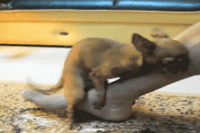 1000020480.gif