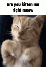 kitten-meow.gif