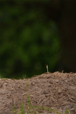 1000021621.gif