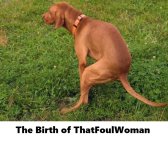 tan-dog-pooping-on-grass-picture-id91813795.jpg