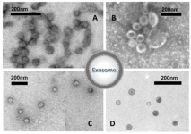 biology-11-00804-g007.png