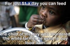 africafeed.jpg