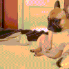 ezgif-6cb1a0630244ee.gif