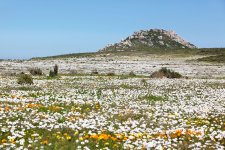 West-Coast-Wildflowers-BS-1920.jpg